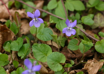 Hain-Veilchen, Großblütiges Veilchen (Viola riviniana) - © Emanuel Trummer